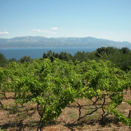 In The Vinyard * Sutivan
