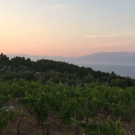 In The Vinyard Sutivan